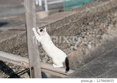 木の棒で爪とぎをする野良猫 木の棒で爪とぎをする野良猫 127668655