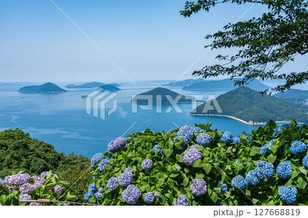 紫陽花咲く紫雲出山の景色 紫陽花咲く紫雲出山の景色 127668819