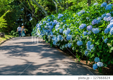 紫陽花咲く紫雲出山の景色 紫陽花咲く紫雲出山の景色 127668824