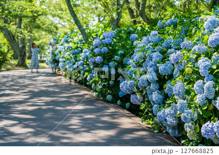 紫陽花咲く紫雲出山の景色 127668825