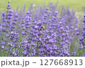 ラベンダー畑で蜜を集めるミツバチ 127668913