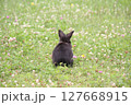 草原に立つ黒うさぎ 127668915