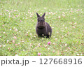 草原に立つ黒うさぎ 127668916