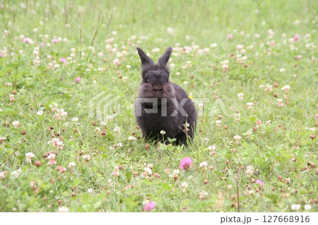 草原に立つ黒うさぎ 草原に立つ黒うさぎ 127668916