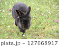 草原で走る黒うさぎ 127668917