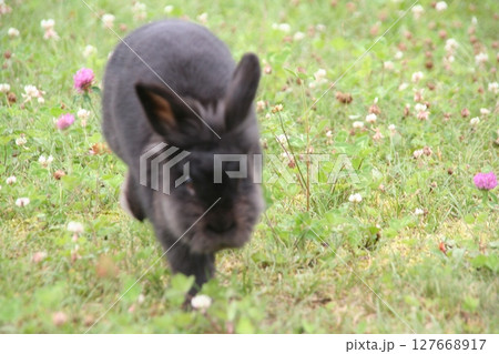 草原で走る黒うさぎ 127668917