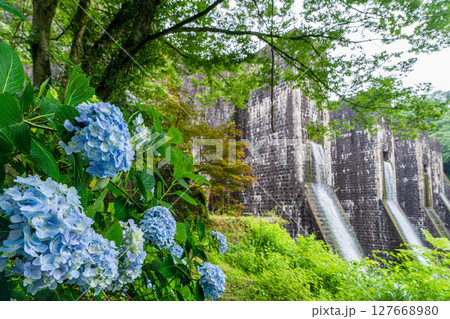 豊稔池ダムと紫陽花 127668980