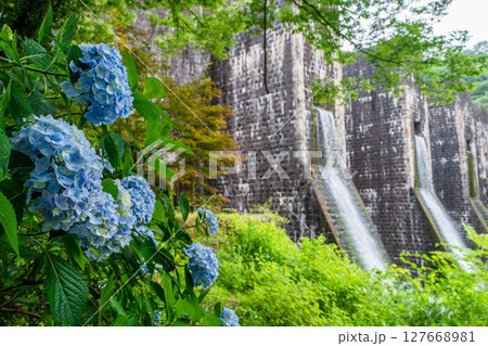 豊稔池ダムと紫陽花 豊稔池ダムと紫陽花 127668981