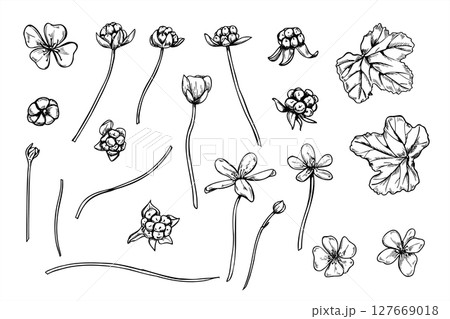 Monochrome cloudberry with berries, flowers, leaves and stems vector illustration clip art. Nordic berries set for botanical guides, nature designs, organic product packaging, and herbal medicine. 127669018