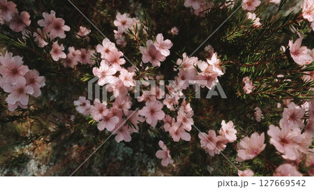 淡いピンクの花、桜のイメージ 127669542