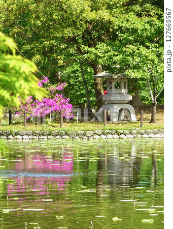 源氏池のツツジ 127669567