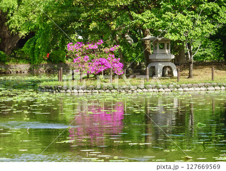 源氏池のツツジ 源氏池のツツジ 127669569