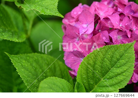 雨に濡れたピンクの紫陽花 127669644