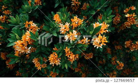 オレンジの花、金木犀のイメージ 127669657