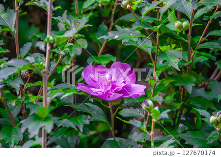 ムクゲ ムクゲ 127670174