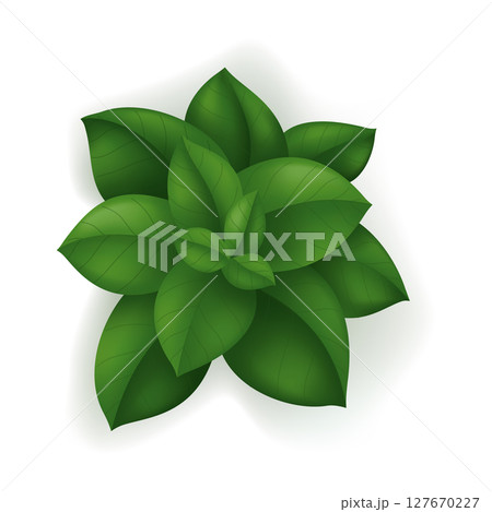 A plant with lush green leaves against a clean white background A plant with lush green leaves against a clean white background 127670227