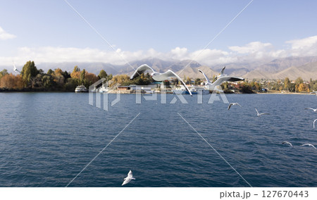 flock of seagull flying near the tourboat in Issue-kul lake 127670443