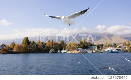 flock of seagull flying near the tourboat in Issue-kul lake 127670445