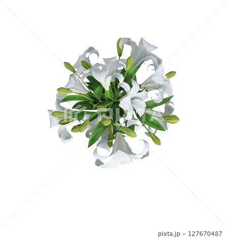 decorative flowers and plants for the interior, top view, isolated on transparent background, 3D illustration, cg render 127670487