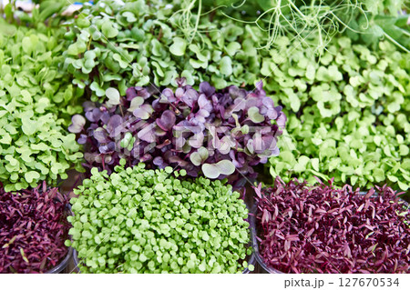Microgreens vegetable greens 127670534