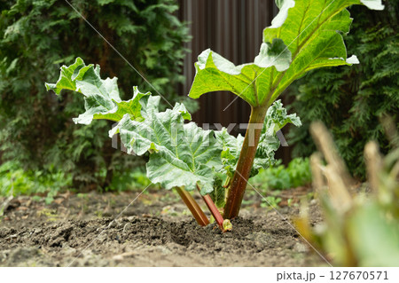 Fresh rhubarb plants in garden. Large green leaves and thick stems healthy plant. Organic trendy vegetables. Harvesting in kitchen garden. Close up. Fresh rhubarb plants in garden. Large green leaves and thick stems healthy plant. Organic trendy vegetables. Harvesting in kitchen garden. Close up. 127670571