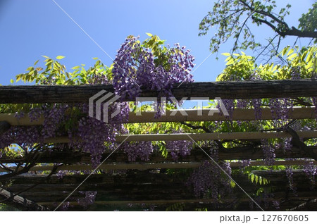 藤棚 127670605