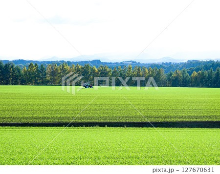 北海道美瑛町の爽やかな初秋の風景 127670631