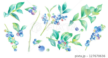 枝葉つきのブルーベリーの水彩イラストセット。 127670636