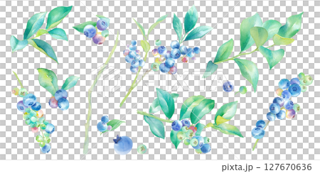 枝葉つきのブルーベリーの水彩イラストセット。 127670636