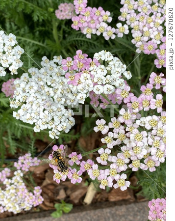 Pink and white yarrow flowers with a bee in a garden setting 127670820