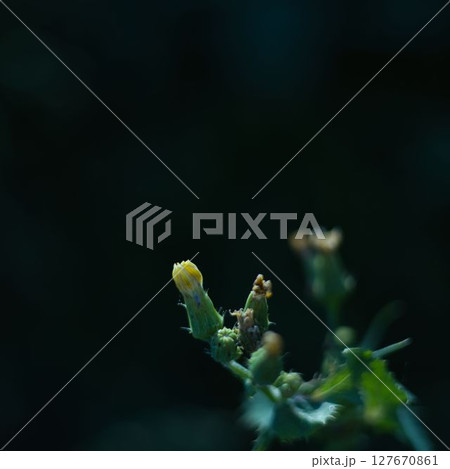 暗闇にタンポポ 暗闇にタンポポ 127670861