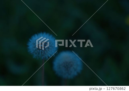 タンポポの 127670862