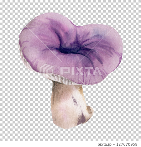 Russula webcap gill mushroom fungus, vegan cooking edible raw ingredient, autumn harvest. Single element hand drawn in watercolor. Outdoor adventure zines, foraging courses logbooks, forest journals 127670959