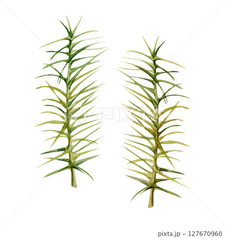 Horsetail clubmoss wild forest plant growing on wetlands marshes, damp shady grounds. Single element botanical illustration hand drawn in watercolor. Wildcrafting workshop brochures, nature journal 127670960