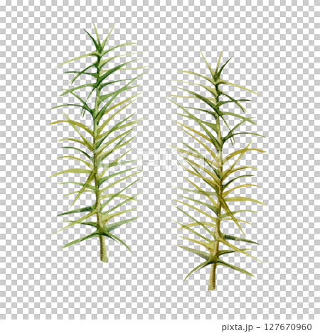 Horsetail clubmoss wild forest plant growing on wetlands marshes, damp shady grounds. Single element botanical illustration hand drawn in watercolor. Wildcrafting workshop brochures, nature journal 127670960