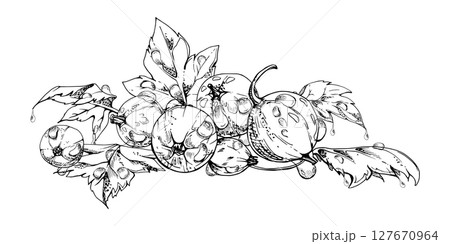 Currant gooseberry leaves heap bunch, ripe garden berry huckleberry juneberry casseille jostaberry. Isolated botanical illustration, vector ink hand drawn. Cookbook art, food craft packaging, grocery Currant gooseberry leaves heap bunch, ripe garden berry huckleberry juneberry casseille jostaberry. Isolated botanical illustration, vector ink hand drawn. Cookbook art, food craft packaging, grocery 127670964