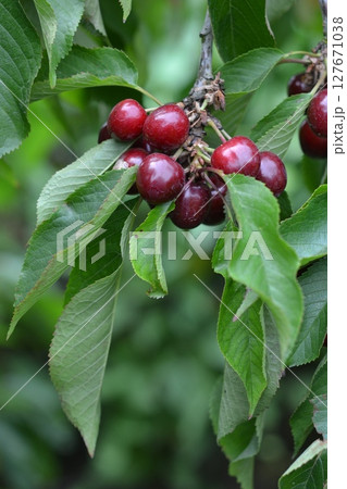 さくらんぼ 127671038