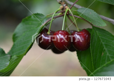 さくらんぼ 127671043