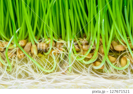 Background surface of crosscut sprouted wheat with visible green shoots, seeds and white roots Background surface of crosscut sprouted wheat with visible green shoots, seeds and white roots 127671521