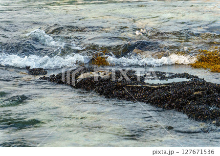 浅瀬に広がる波打ち際のカラスガイ 浅瀬に広がる波打ち際のカラスガイ 127671536