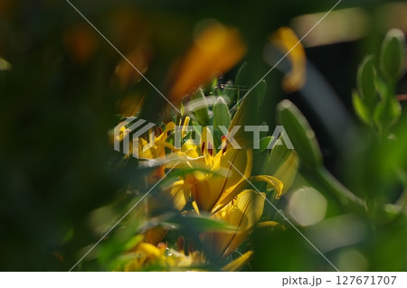 逆光で輝くユリの花 127671707
