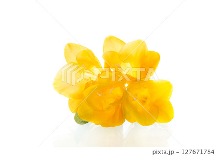 Close-up yellow freesia on white background 127671784