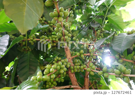 Green coffee cherry seeds on a coffee tree branch in an organic system Green coffee cherry seeds on a coffee tree branch in an organic system 127672461