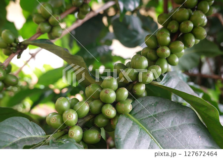 Green coffee cherry seeds on a coffee tree branch in an organic system 127672464