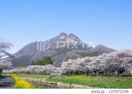 湯布院　桜並木と菜の花と由布岳 127672706