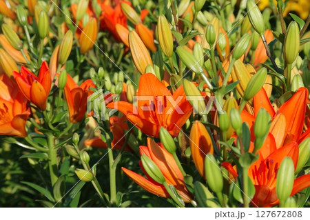 赤いユリ 127672808