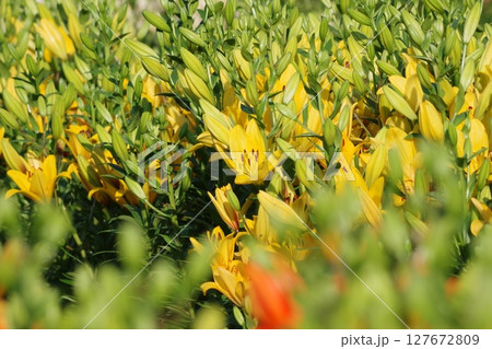 黄色い花 127672809