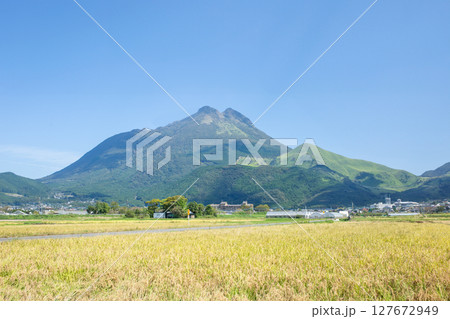 稲穂と由布岳 127672949