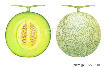 半分にカットしたマスクメロン 127673095