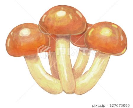 ナメコのイラスト 127673099